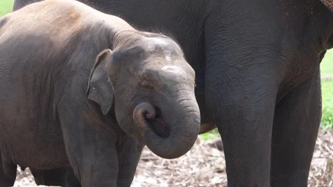 Baby elephant exploring its trunk and playing near its mother Stock Footage 307688001