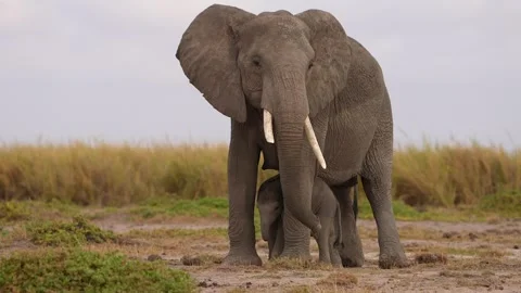 Baby Elephant Finding Safety Between Adults in Crowd Stock Footage 332472813
