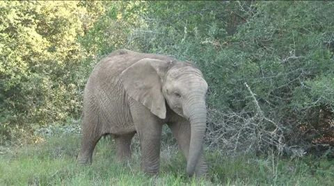 Baby elephant Stock Footage