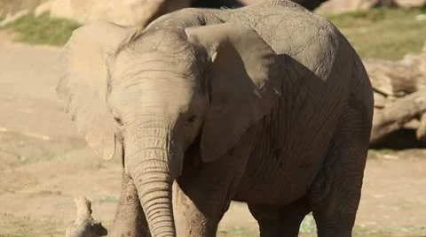 Baby Elephant Stock Footage 10744914