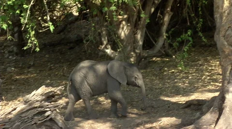Baby Elephant 스톡 동영상 47374155