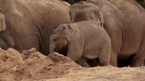Baby Elephant 스톡 동영상 48844695