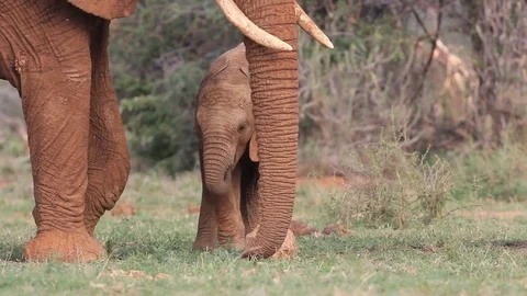 Baby Elephant Stock Footage 80681868