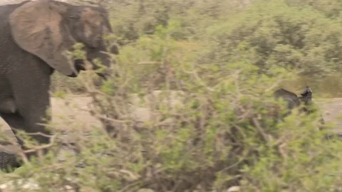 Baby elephant Video stock 84272666