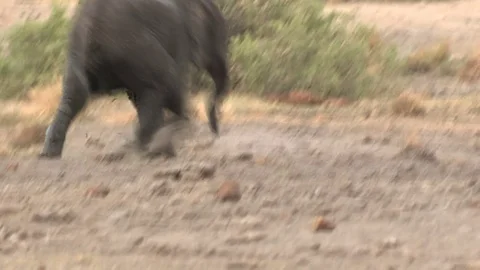 Baby elephant Video stock 84273347