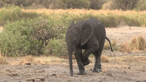 Baby elephant Video stock 84273382