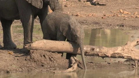 Baby elephant Video stock 84292331