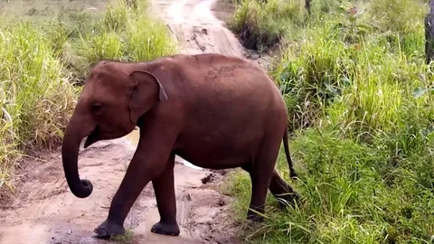 Baby elephant 스톡 동영상 123229069