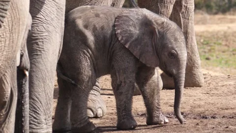 Baby elephant Stockbeeldmateriaal 141962646