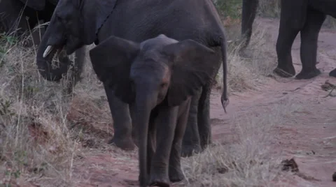 Baby elephant &amp; the herd Видео 37863386