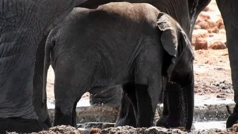 Baby elephant with its herd Stock Footage 238506854