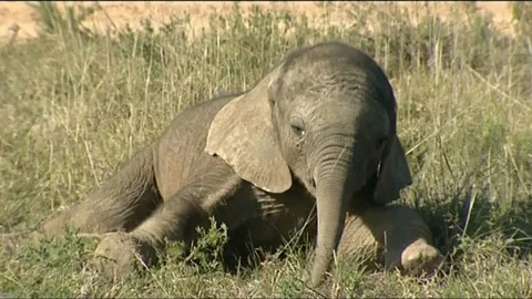 Baby elephant laying down Stock Footage