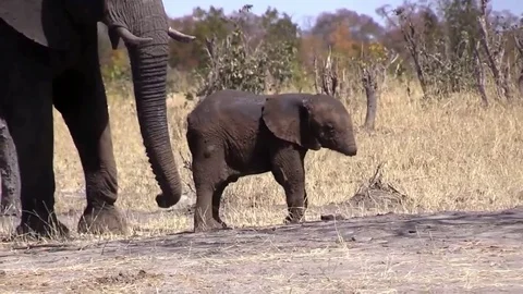 Baby elephant missing its trunk spotted in Kruger National Park Stock Footage 106301824