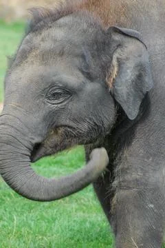 Baby Elephant Stock Photos