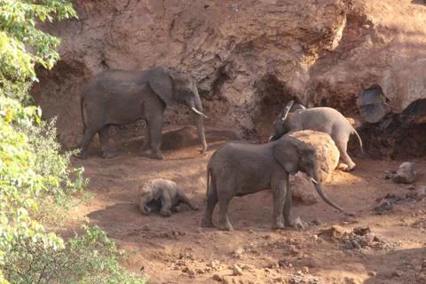 Baby Elephant playing at the Karatu Elephant Caves Stock Photos
