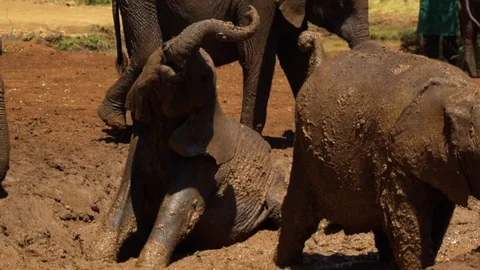 Baby Elephant playing in mud Stock Footage 104624922
