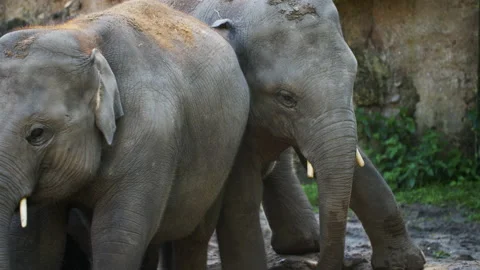 Baby Elephant pushing another Close up Stock Footage 162425502