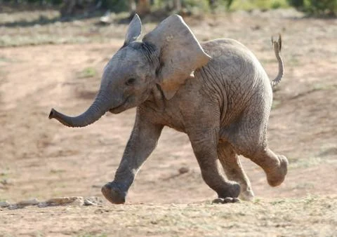 Baby Elephant Running Foto stock