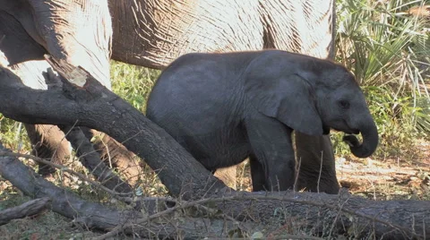 Baby Elephant Scratching Behind Video stock 6064285