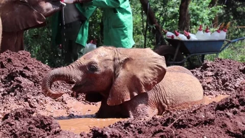 Baby elephant splashes around in a mud bath Stock Footage 170893573
