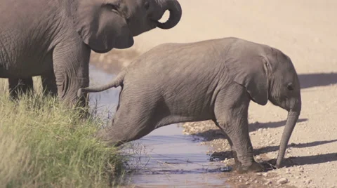 Baby elephant stepping on a puddle  Stock Footage 33531334