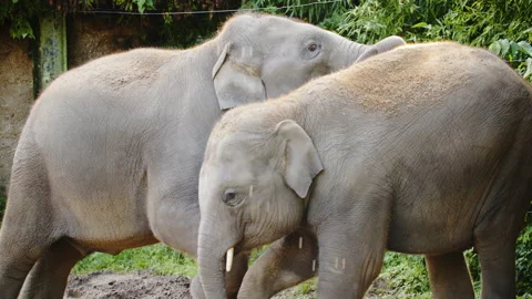 Baby Elephant trying to push another Baby Elephant Stock Footage 162704295
