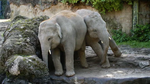 Baby Elephant trying to push another Stock Footage 162704360