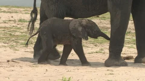 Baby Elephant walking Video stock 10870191