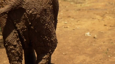 Baby Elephant Walking Stock Footage 104625297