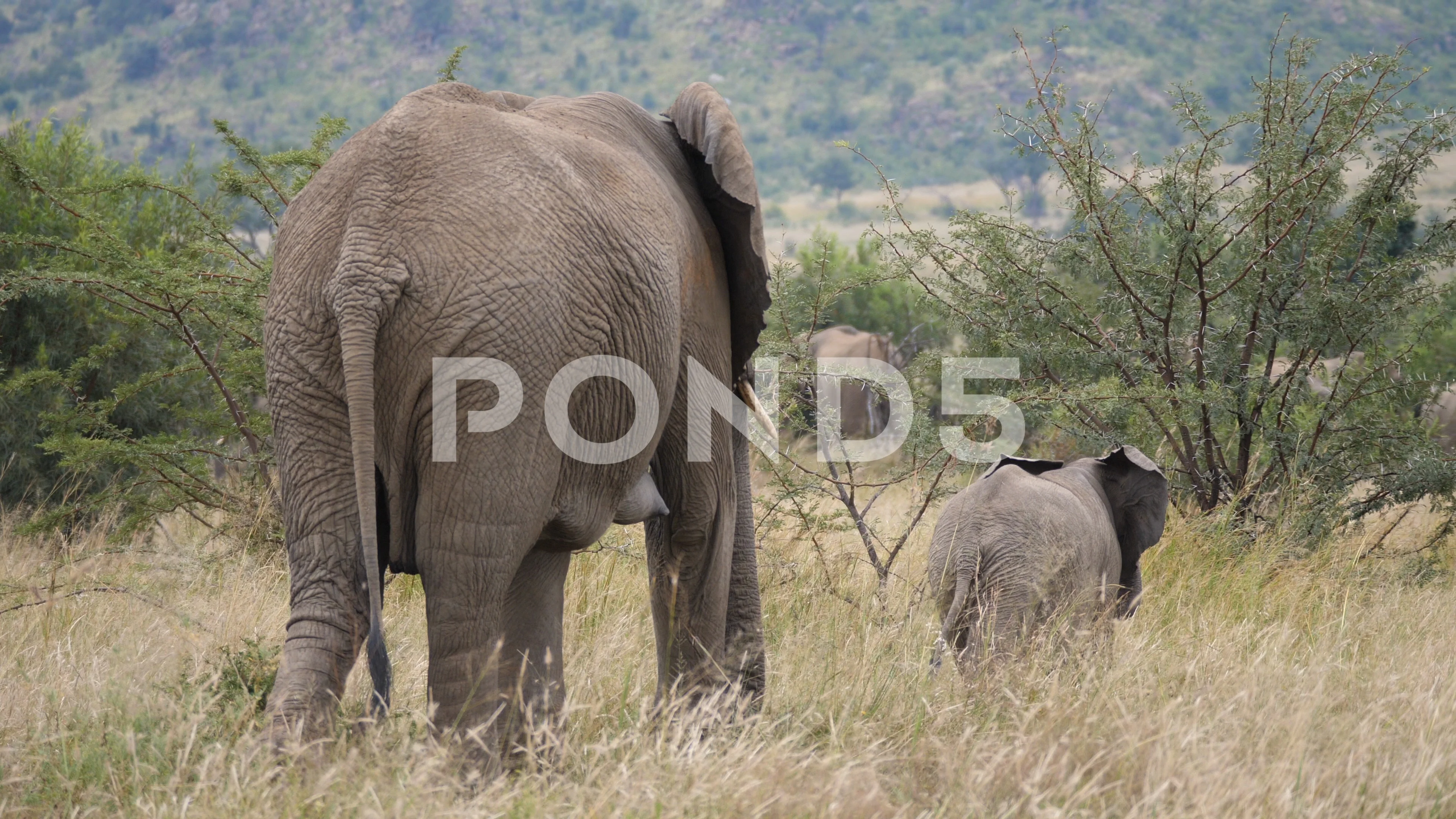 Baby elephant walking in front of his mother