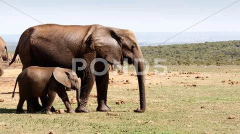 Baby elephant walking with his mother -African Bush Elephant Stock Photos