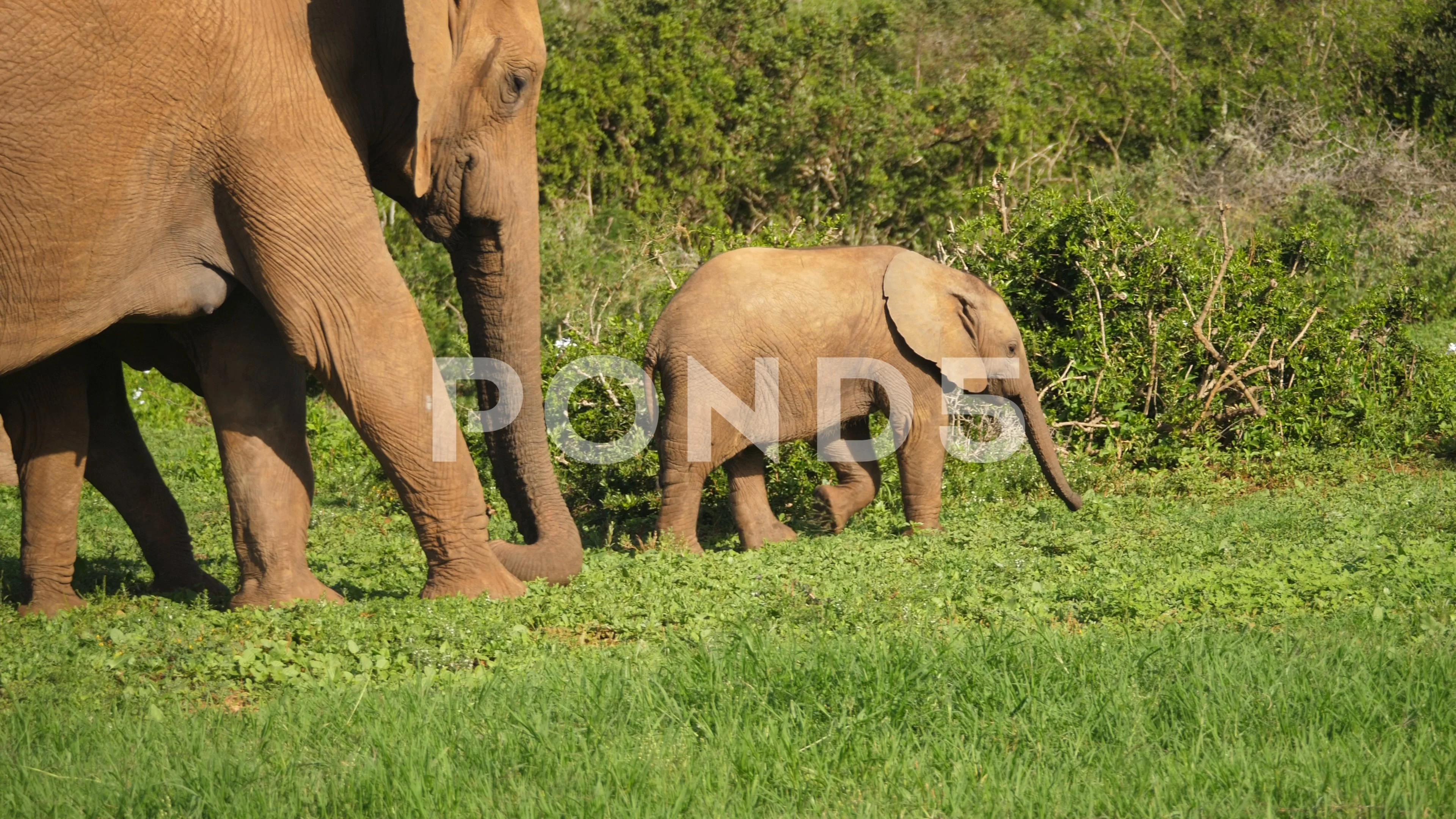 Baby Elephant Stock Footage Royalty Free Stock Videos Page 14