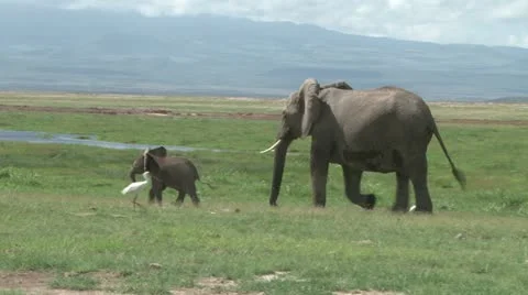 Baby Elephant Stock Footage Royalty Free Stock Videos Page 3