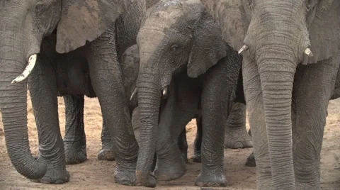 Baby elephants covered in mud surrounded by protective herd of adults Stock Footage 46375167