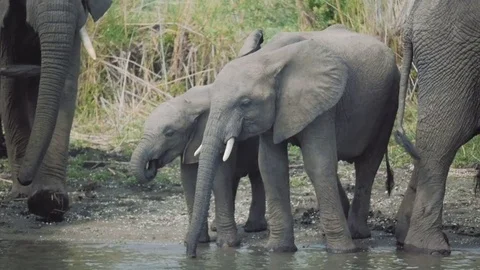 Baby elephants drinking from a river Stock Footage 74417831