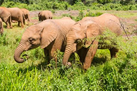 Baby elephants eating plants in open landscape in Nairobi National Park, Keny Stock Photos