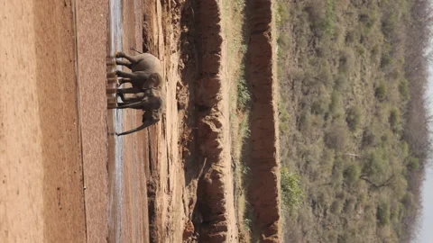 Baby Elephants Stock Footage 234678970