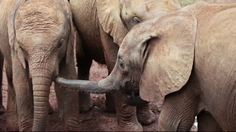 Baby elephants play together. Vidéo 133287053