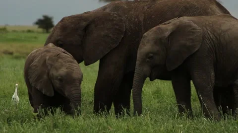 Baby elephants playing Stock Footage 11240970