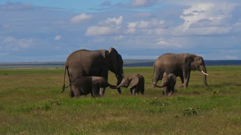 Baby Elephants Playing Stock Footage 88558636