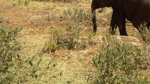 Baby Elephants walking Stock Footage 104625314