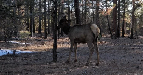 Baby Elk Stock Footage 87614653