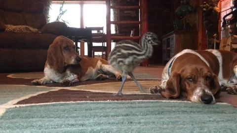 Baby Emu Playing With Basset Hounds, Stock Video Pond5