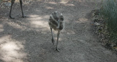Baby Emus Walking Stock Footage 329436738