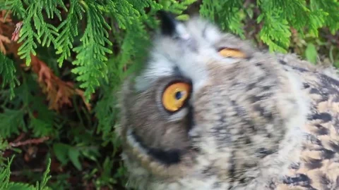 Baby Eurasian Eagle Owl nibbling at branches Stock Footage 80383864