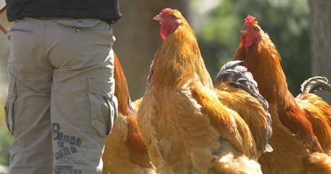 Baby feeds chickens Stock-Footage 89308675