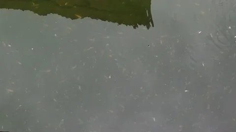 Baby fish Stock Footage 167797684
