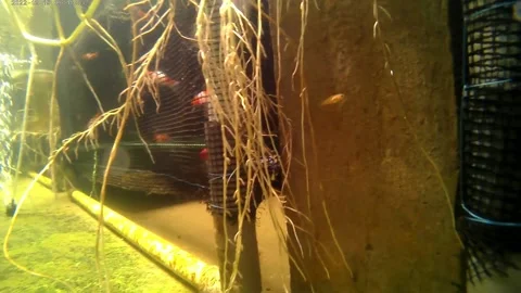 Baby fish platy Stock Footage 238896503