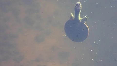 Baby Florida Soft Shell Turtle Swimming 스톡 동영상 294382332