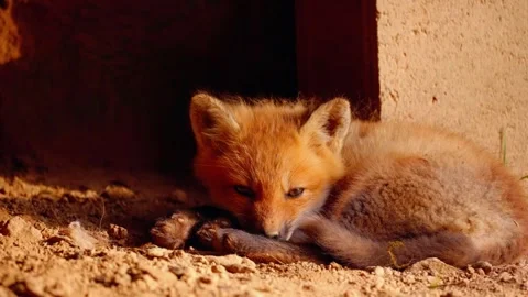 Baby Fox Lying Stock Footage 310863610